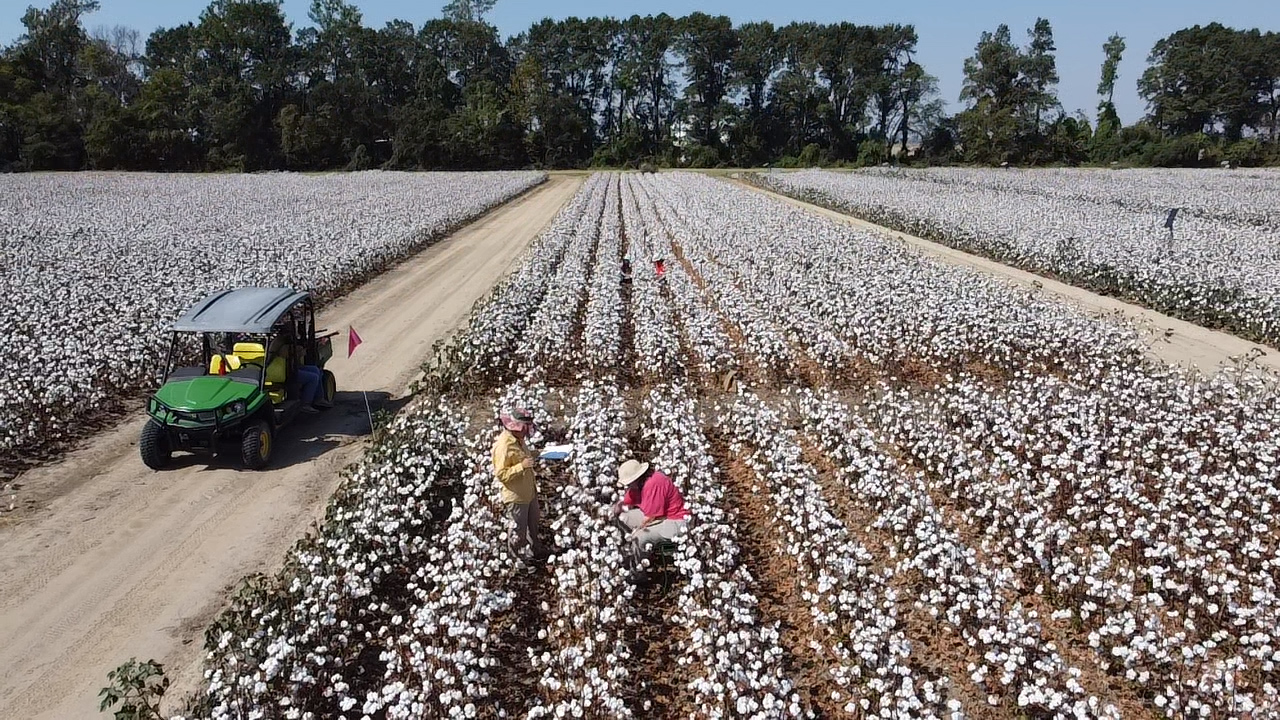 Image of Cotton research at Judd Hill